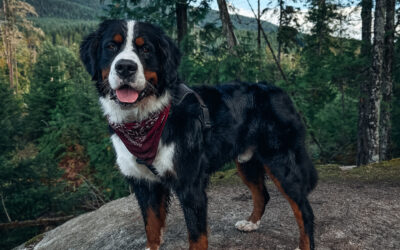 5 BEGINNER Tips for Hiking with Dogs